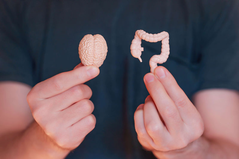 Prebiotics and cognitive health: exploring the gut-brain axis