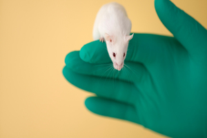 Preclinical study of Neumentix indicates neuroprotective qualities