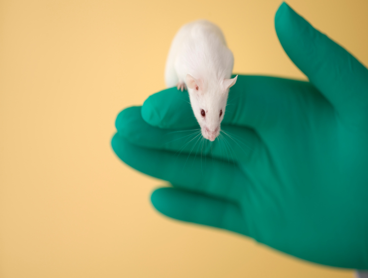 Preclinical study of Neumentix indicates neuroprotective qualities