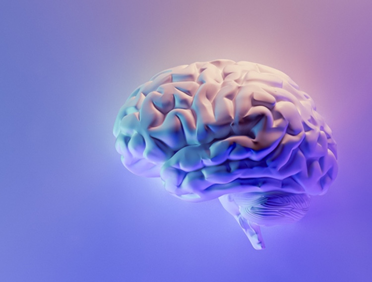 Preclinical study shows natural iminosugar potential for cognitive health