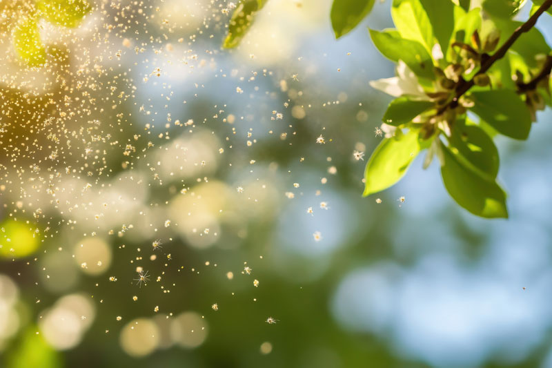 Prepare yourself naturally for the next allergy season with Pycnogenol