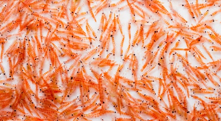 Preserving the Future of Omega-3s