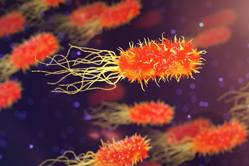 Probiotic could facilitate gut pathogen infection in the absence of fibre, study reveals