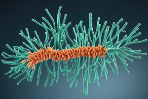 Probiotics can help or hinder gut recovery after antibiotic treatment