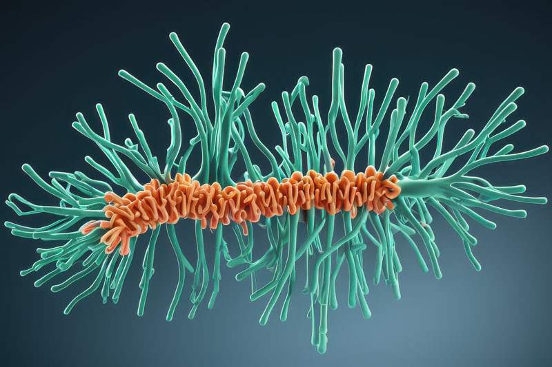 Probiotics can help or hinder gut recovery after antibiotic treatment