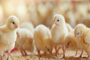 Probiotics may help reduce antibiotic resistance in livestock