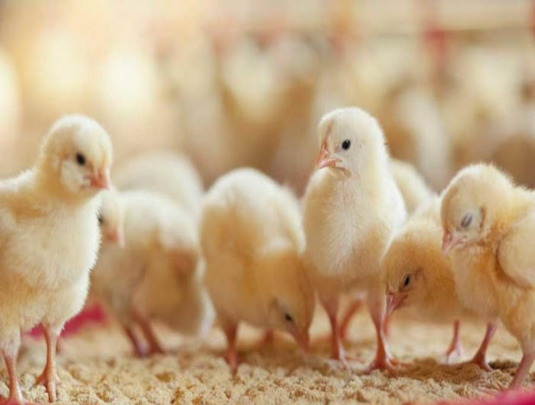 Probiotics may help reduce antibiotic resistance in livestock