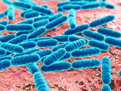 ProBiotix gets GRAS status for LPLDL in the United States