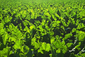 Project for sustainable low-cost production of levulinic acid