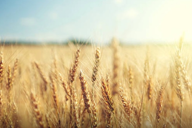Promising results for Lipowheat