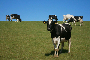 Prospérité Fermière Ingredia becomes the first French dairy group to choose green energy 