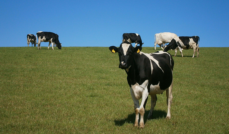 Prospérité Fermière Ingredia becomes the first French dairy group to choose green energy 