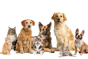 Protecting animal immunity is key amidst the rising healthcare costs of pets