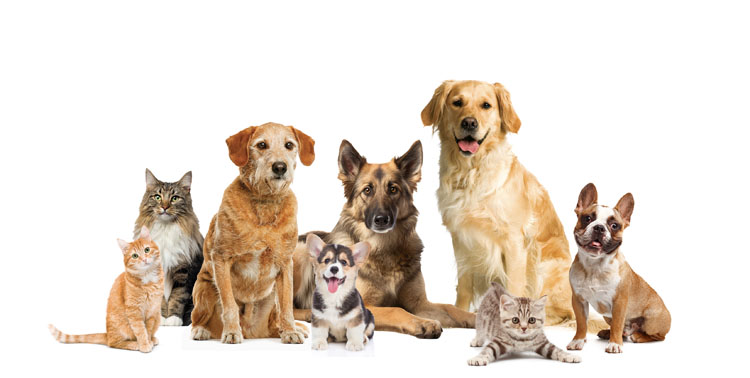 Protecting animal immunity is key amidst the rising healthcare costs of pets