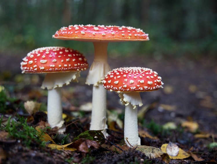 Psyched Wellness launches proprietary Amanita muscaria mushroom extract