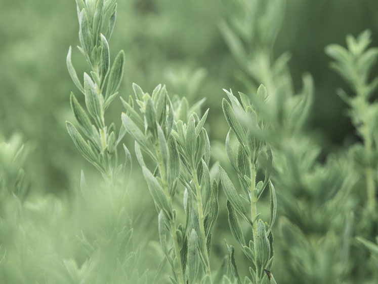 Purecircle begins direct sale of proprietary NSF-02 natural stevia flavour solution