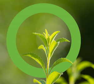 PureCircle expands Reb M offering following JECFA approval