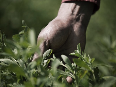 PureCircle produces first stevia antioxidant for food and beverages