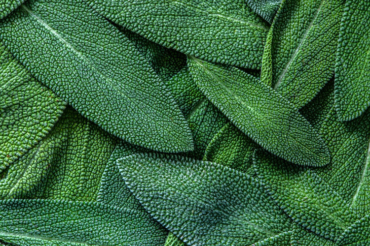 Putting the “noo” in nootropics with a novel sage ingredient
