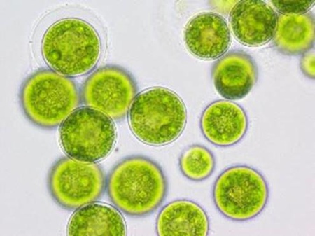 Qualitas Health launches algae oil products in US