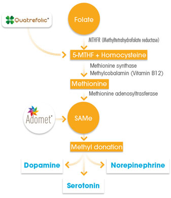 Quatrefolic and Adomet: focus on depression
