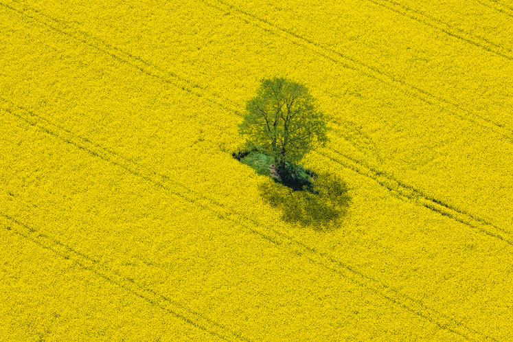 Rapeseed lecithin’s strengths become apparent in times of crisis