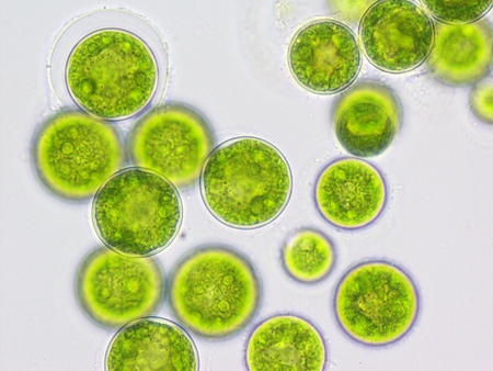 Rapid EPA uptake with algal oil