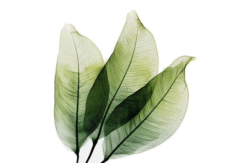 Rapid focus, no caffeine: new study confirms Zynamite delivers fast-acting benefits for cognition and mood