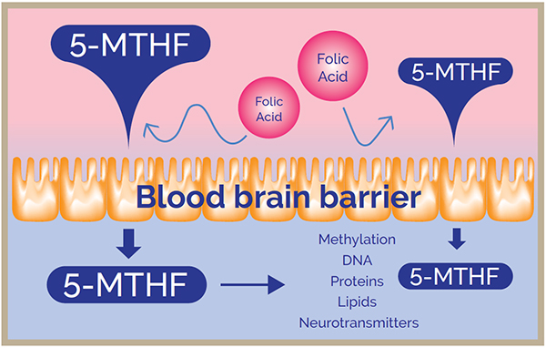 Reconsidering the role of folic acid supplementation
