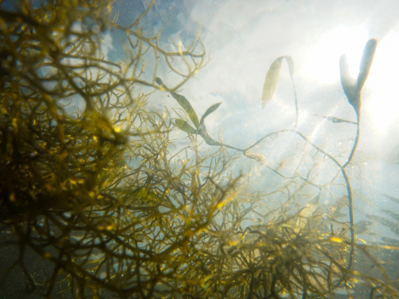 Record year at Simris' algae farm