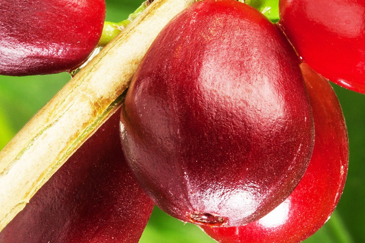 Recycled coffee fruit research unveils high antioxidant activity