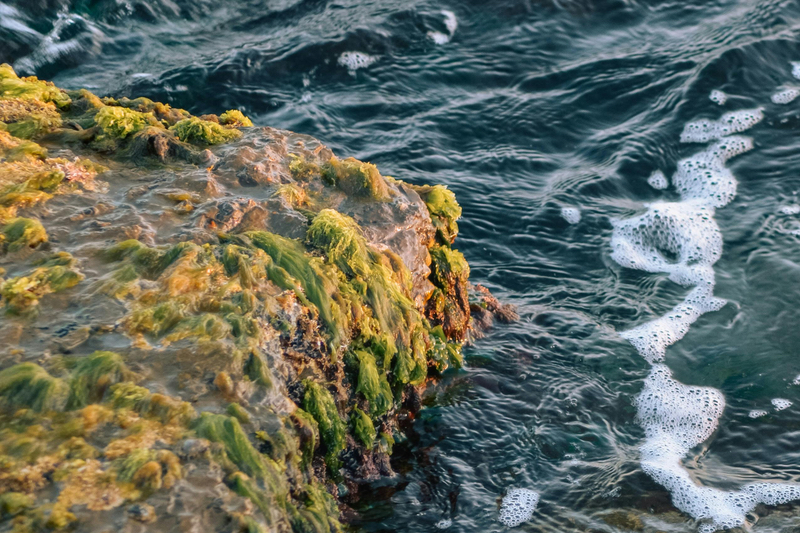Red meets green: Aker BioMarine's novel algal oil