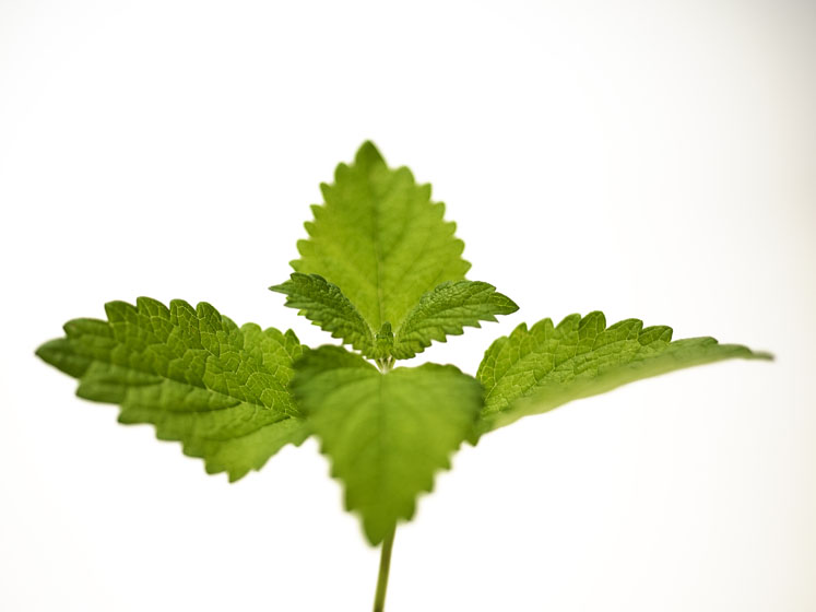 Relissa: a botanical melatonin-free aid to improved sleep and living better
