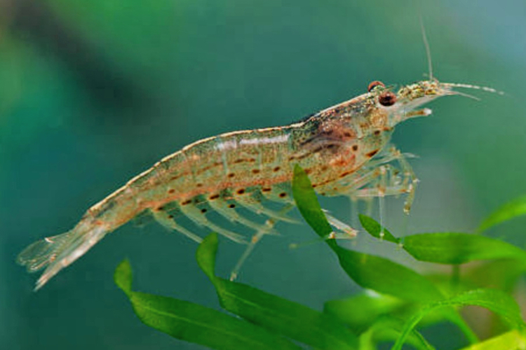 Research investigates how to enhance astaxanthin extraction using ABS