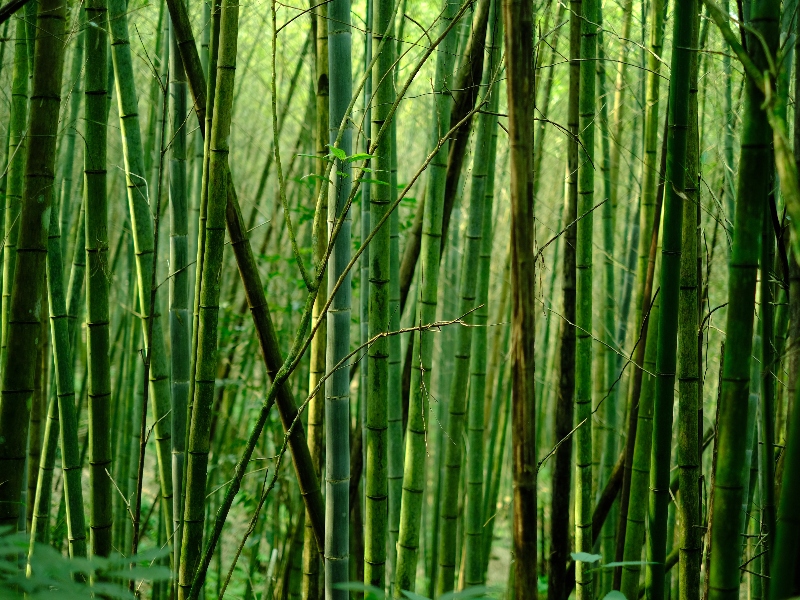 Research reveals anti-inflammatory properties of bamboo plants