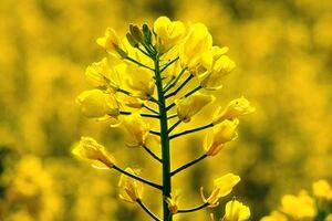 Research reveals cause of rapeseed protein bitterness 