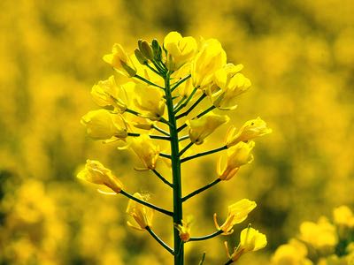 Research reveals cause of rapeseed protein bitterness 