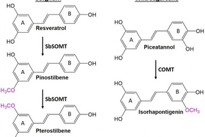 Research reveals novel stilbene O-methylase in sorghum enzyme
