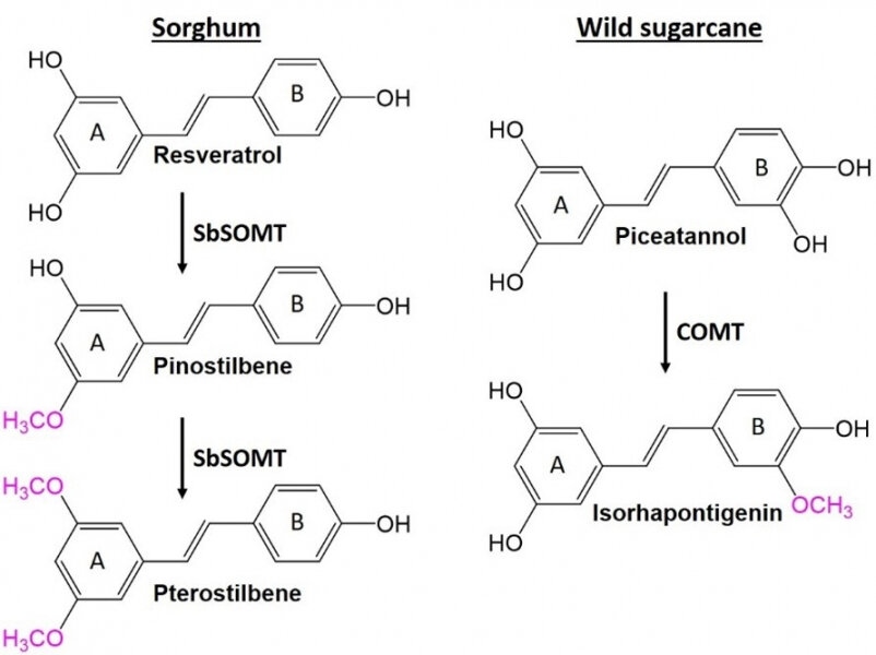 Research reveals novel stilbene O-methylase in sorghum enzyme