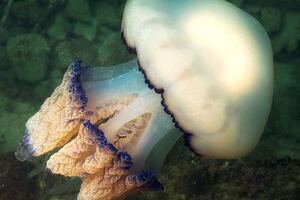 Research shows immunostimulatory effects of jellyfish collagen