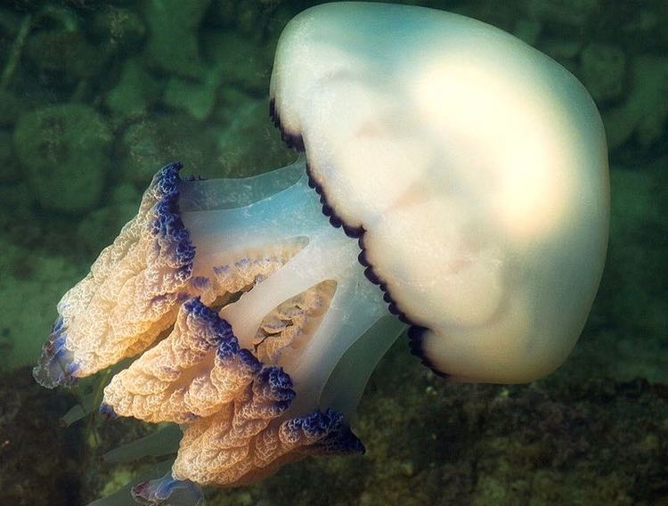 Research shows immunostimulatory effects of jellyfish collagen