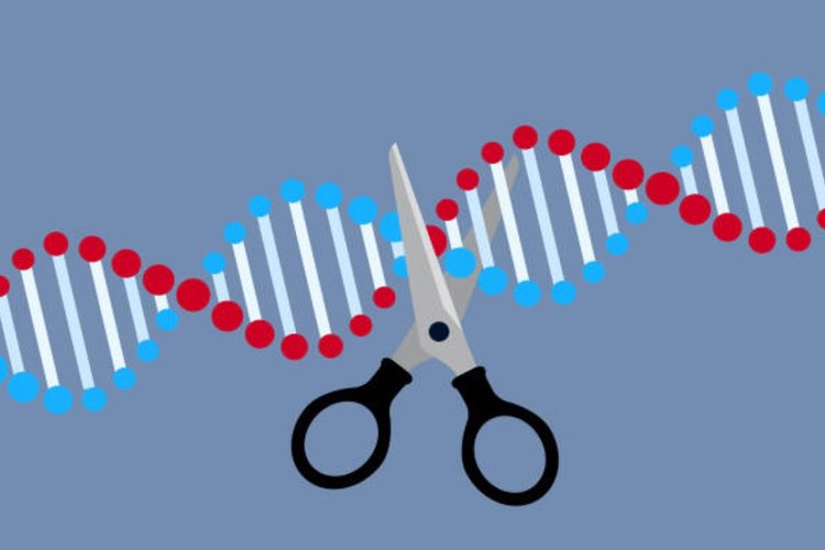 Researchers delete gene behind vinegar taste in probiotic yeast