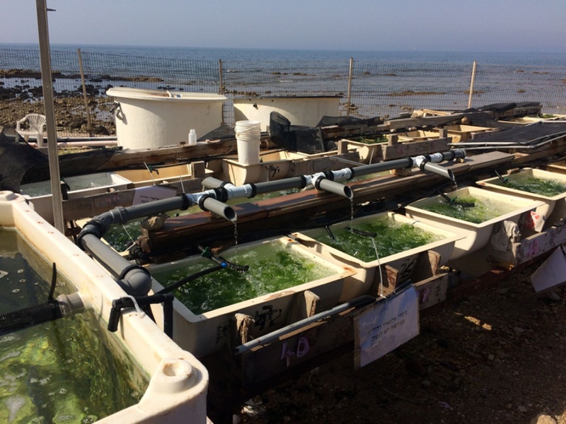 Researchers from Israel develop “enriched seaweed”