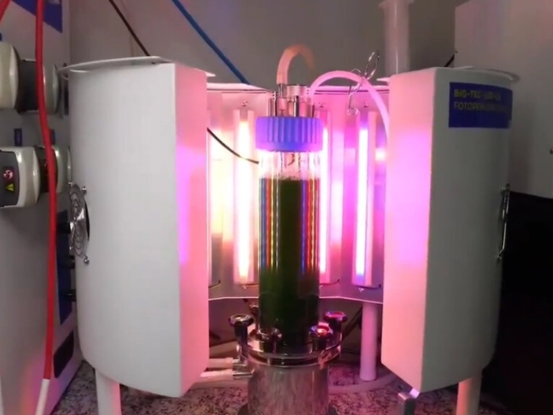 Researchers map microalgae to investigate optimal climate zones