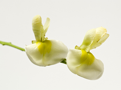 Respiratory well-being during allergy season