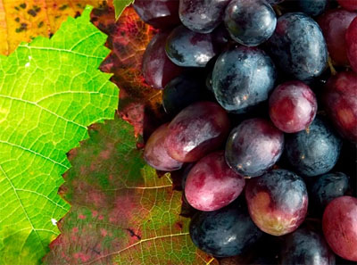 Resveratrol reduces androgens in PCOS