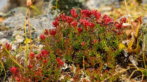 Rhodiola rosea for burnout syndrome: an exploratory trial