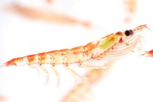 Rimfrost acquires second Antarctic Krill harvesting licence 