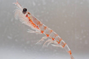 Rimfrost krill oil obtains regulatory approval in China
