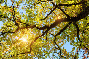 Robuvit for fatigue and mood problems
